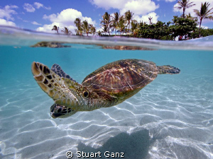 Turtle over/under, taken with Canon 20D W/10-22 MM lens i... by Stuart Ganz 